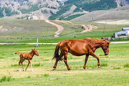 马厩基础施工方法