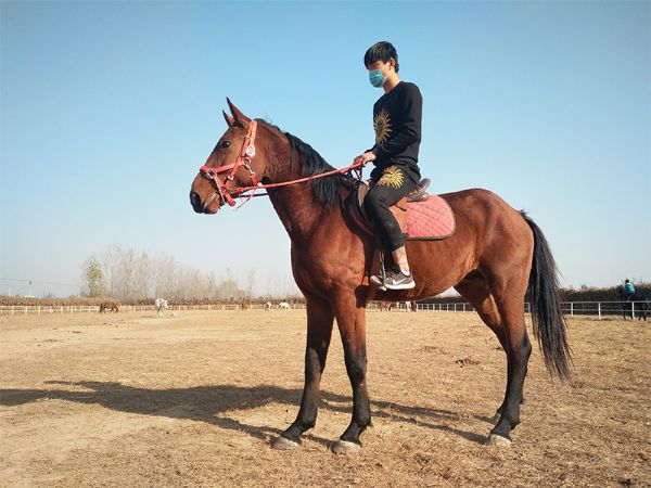 骑乘马