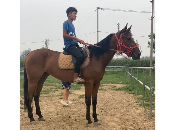 混血马