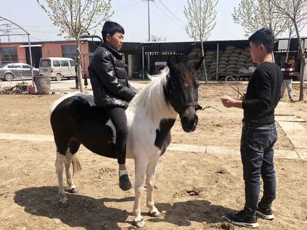 矮马