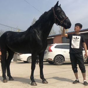混血马