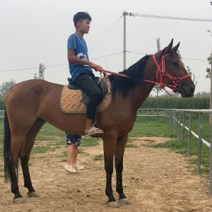 混血马