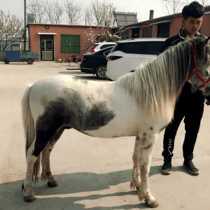 矮马