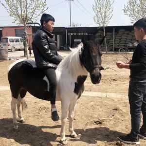 矮马