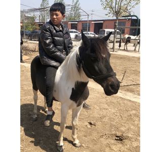 矮马