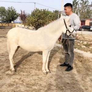 矮马