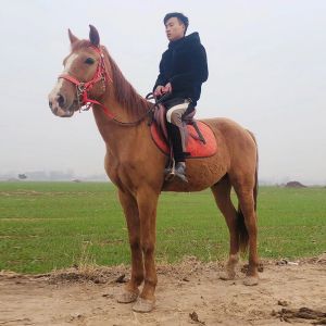 景区用马