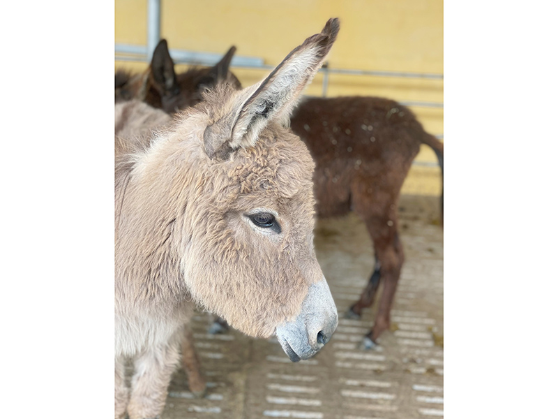 宠物驴.jpg