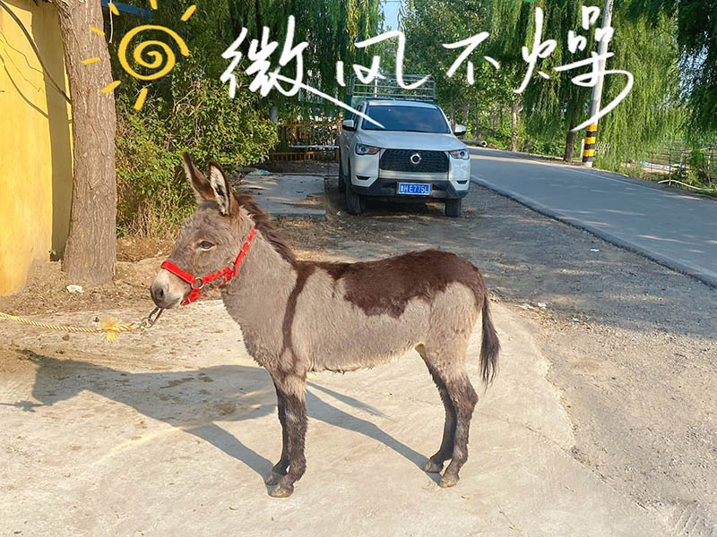 宠物驴