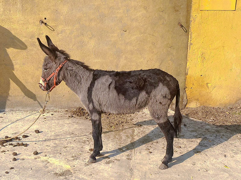 宠物驴