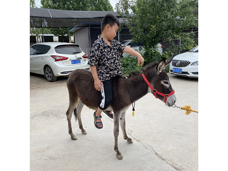 宠物驴