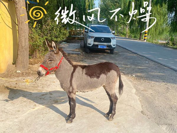 宠物驴