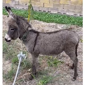 宠物驴