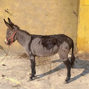 宠物驴