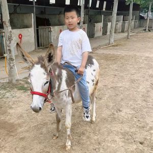 宠物驴