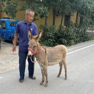 宠物驴