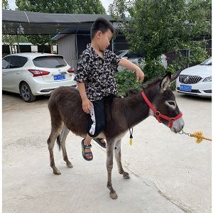 宠物驴