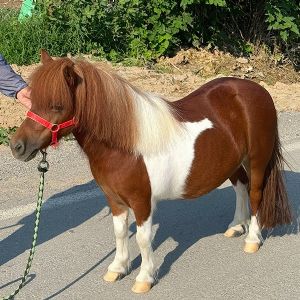 设特兰矮马