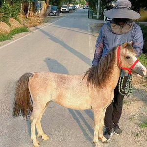 设特兰矮马